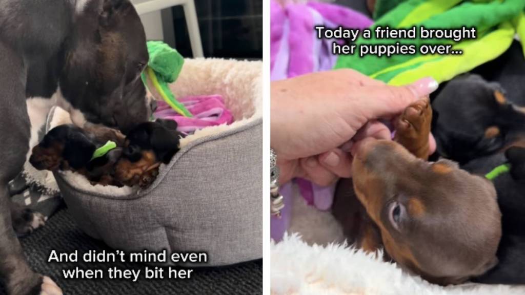Rescue Dog Didn’t Get to Keep Her Own Babies, but She Never Stopped Being a Mother