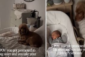 Dog Knows She Has To Protect Little Baby as She Sleeps, Refuses To Leave Her Side