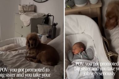 Dog Knows She Has To Protect Little Baby as She Sleeps, Refuses To Leave Her Side