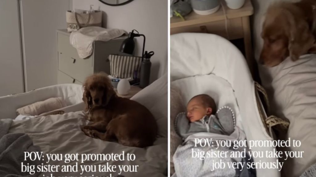 Dog Knows She Has To Protect Little Baby as She Sleeps, Refuses To Leave Her Side