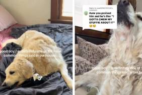 Senior Golden Retriever Rescued From a Life of Silence Learns It’s Safe To Use His Voice