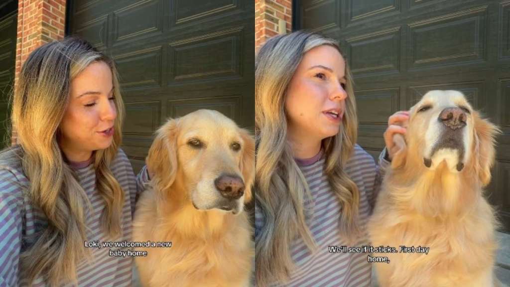 Golden Retriever Becomes Mom’s Sweetest Support in Postpartum Journey With New Baby