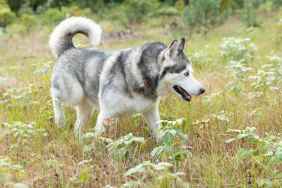 Senior Dog Stranded Deep in a Marsh Rescued After Drone Finally Locates Him