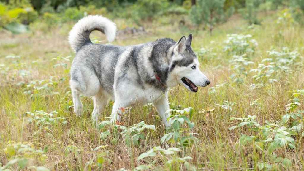 Senior Dog Stranded Deep in a Marsh Rescued After Drone Finally Locates Him