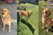 Rescue Golden Retriever Deprived of Love & a Home Just Wants a Family To Call Her Own