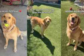 Rescue Golden Retriever Deprived of Love & a Home Just Wants a Family To Call Her Own