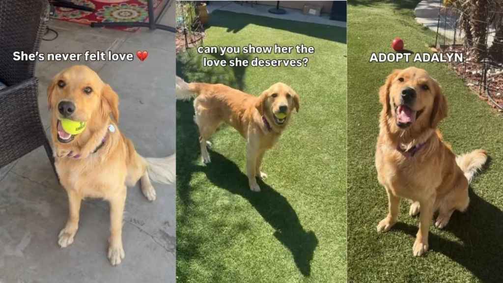Rescue Golden Retriever Deprived of Love & a Home Just Wants a Family To Call Her Own