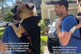 Shelter Dog Rescued From Streets Now Admires the World on Piggyback Ride With Dad