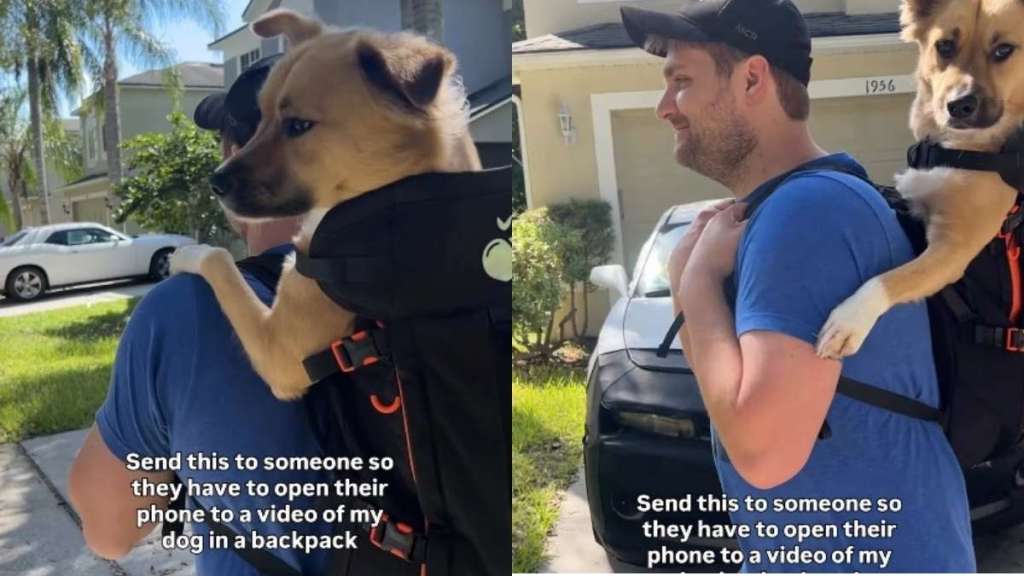 Shelter Dog Rescued From Streets Now Admires the World on Piggyback Ride With Dad