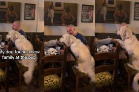 Golden Retriever at a Pub Finds a New Family To Hang Out With