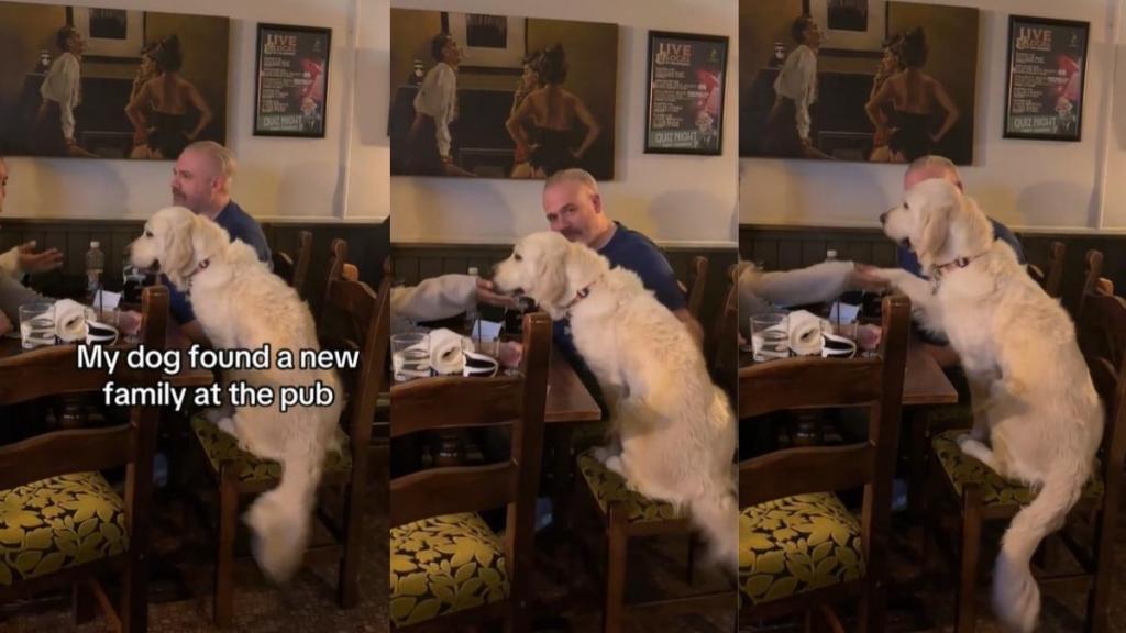Golden Retriever at a Pub Finds a New Family To Hang Out With
