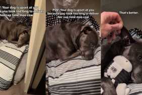 Staffy Is Upset at Owner Over Delay in Nap Time Ritual