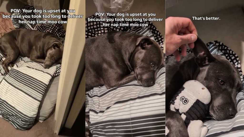 Staffy Is Upset at Owner Over Delay in Nap Time Ritual