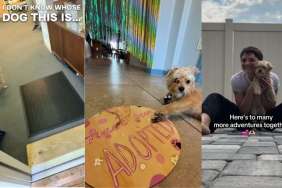 After Finding Lost Dog, Human Gives Internet the Much-Awaited Update