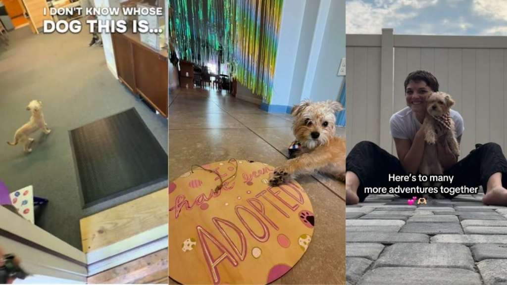 After Finding Lost Dog, Human Gives Internet the Much-Awaited Update