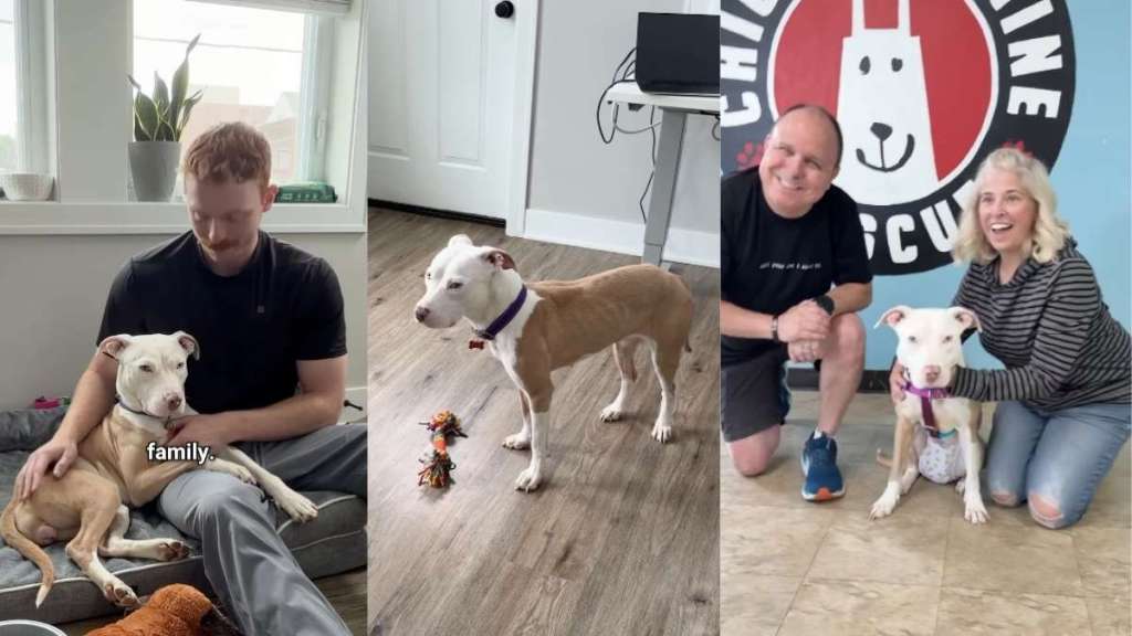 Rescue Dog Had No Adoption Interests, but Now Gets a Family to Cuddle With
