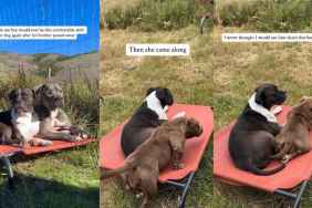 Dog Has Trust Issues After Losing Brother Until New Sister Changes Things