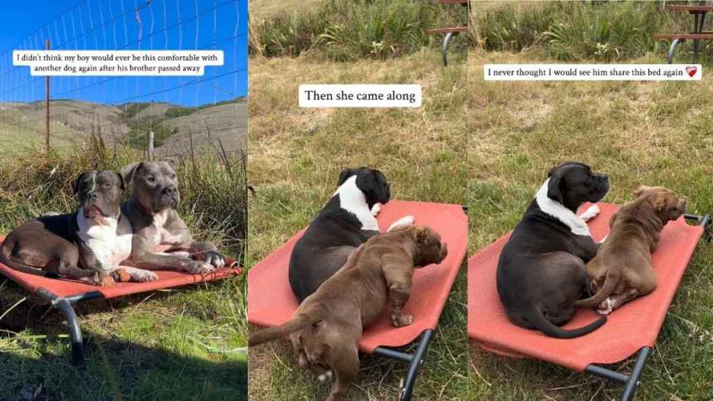 Dog Has Trust Issues After Losing Brother Until New Sister Changes Things