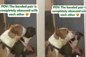‘Bonded Pair’ Shelter Dogs Named Romeo & Juliet Live up to Their Name