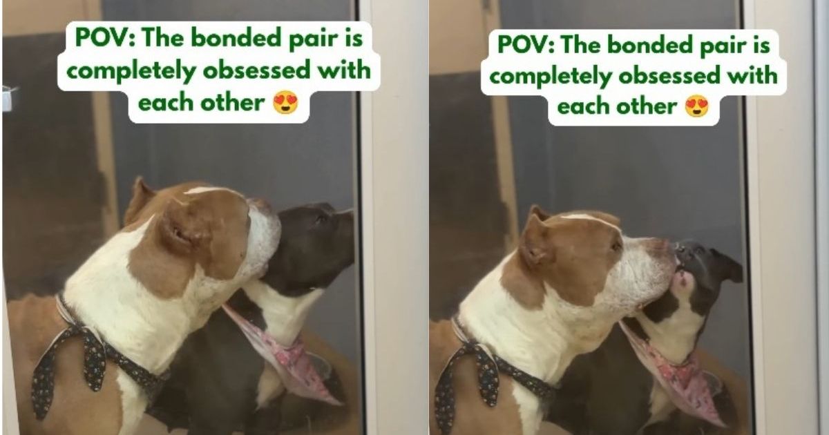‘Bonded Pair’ Shelter Dogs Named Romeo & Juliet Live up to Their Name