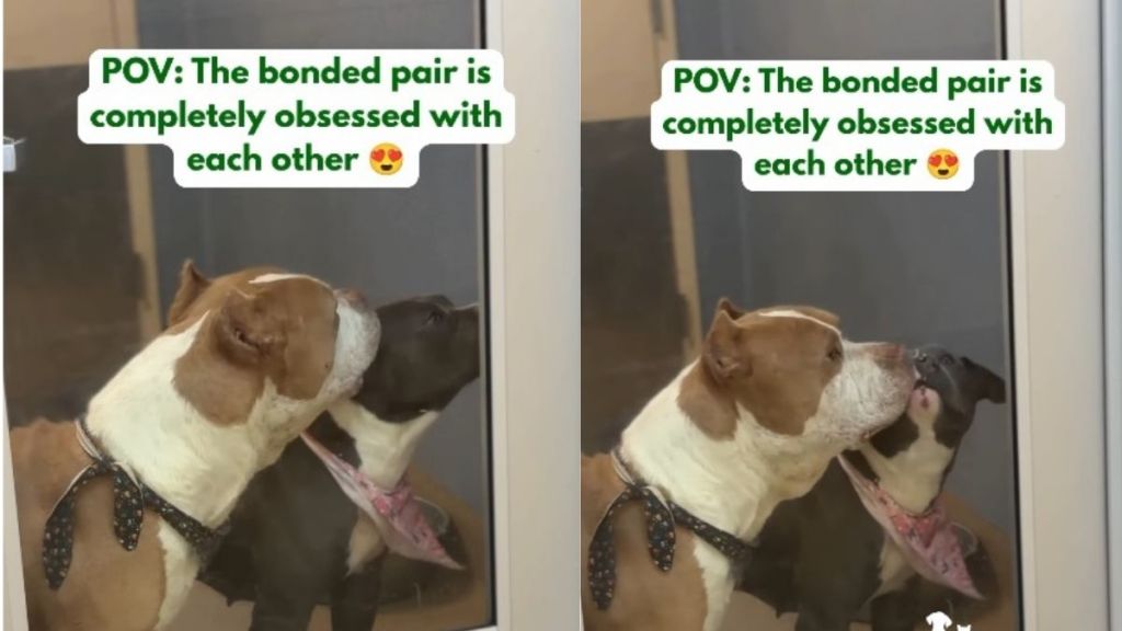 ‘Bonded Pair’ Shelter Dogs Named Romeo & Juliet Live up to Their Name