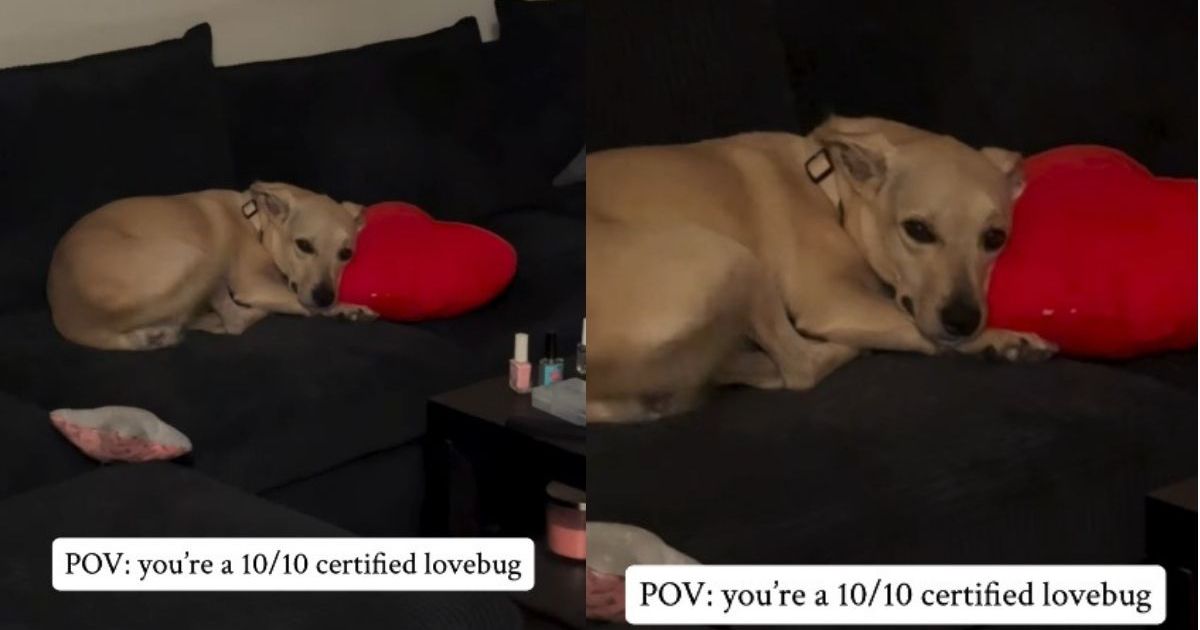 Rescue Dog Branded ‘Anxious’ by Shelter Changes When She Finds a Home