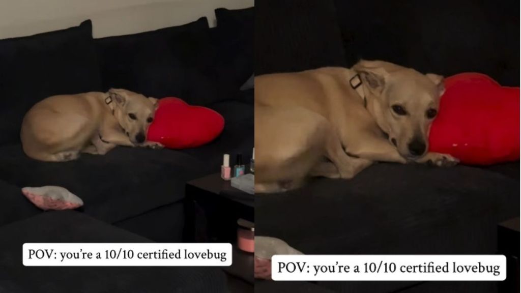 Rescue Dog Branded ‘Anxious’ by Shelter Changes When She Finds a Home