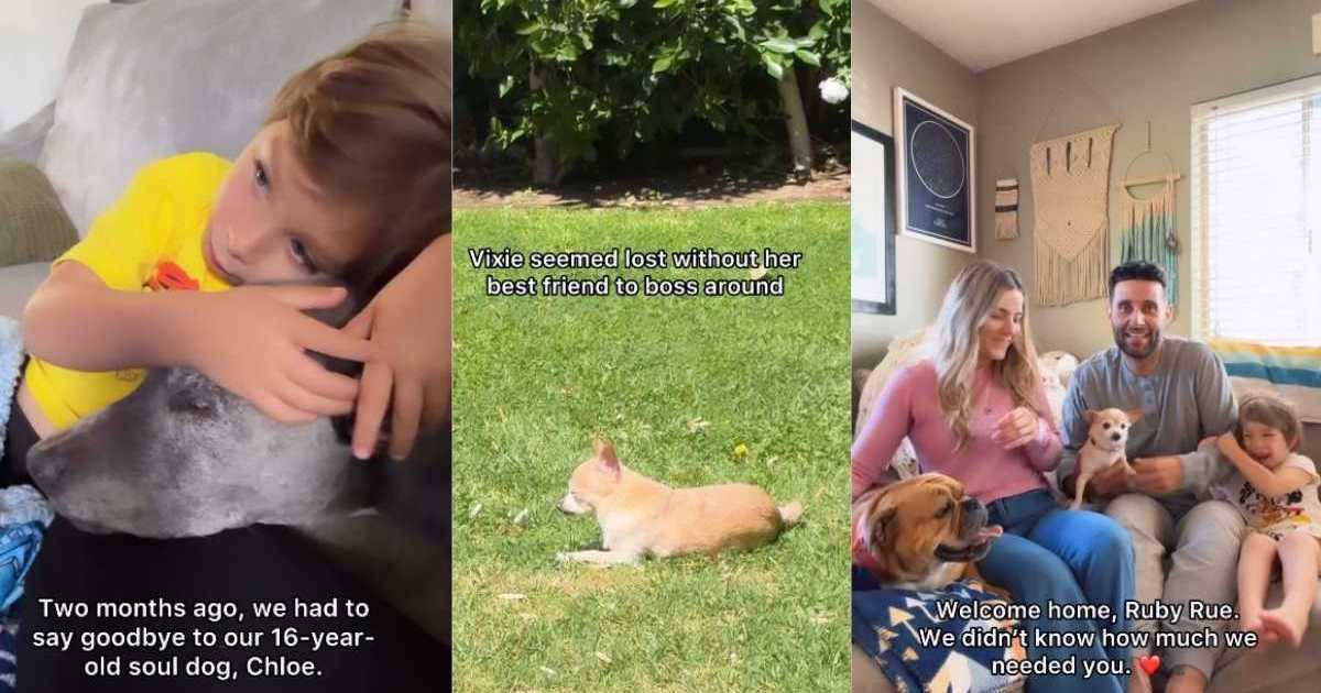 Family Is Lost After Losing Beloved Dog Until Someone New Fits the Puzzle