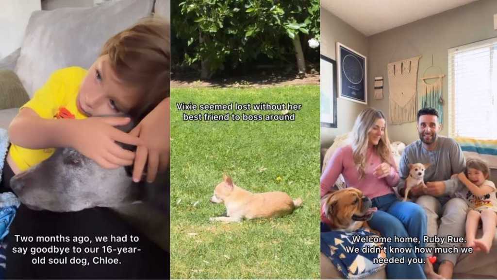 Family Is Lost After Losing Beloved Dog Until Someone New Fits the Puzzle