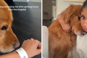 Non-Affectionate Dog Fails To Abide by Rules When This Happens