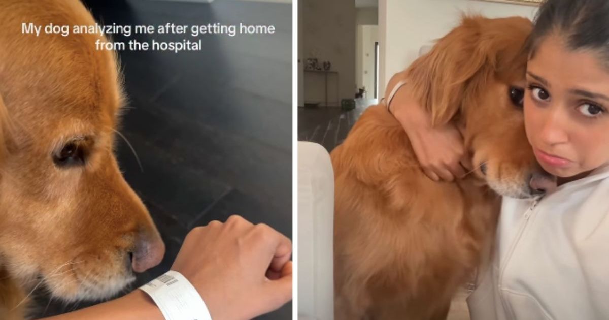 Non-Affectionate Dog Fails To Abide by Rules When This Happens