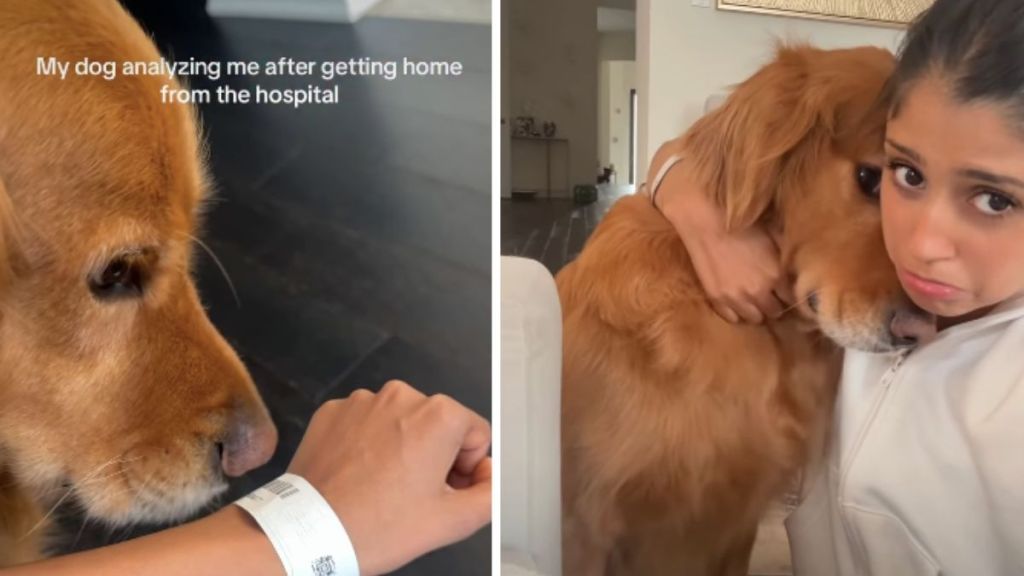 Non-Affectionate Dog Fails To Abide by Rules When This Happens
