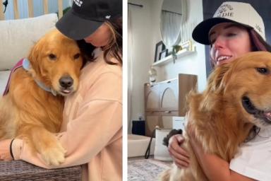 After Owner Teaches Golden Retriever a Trick, It’s All He Does
