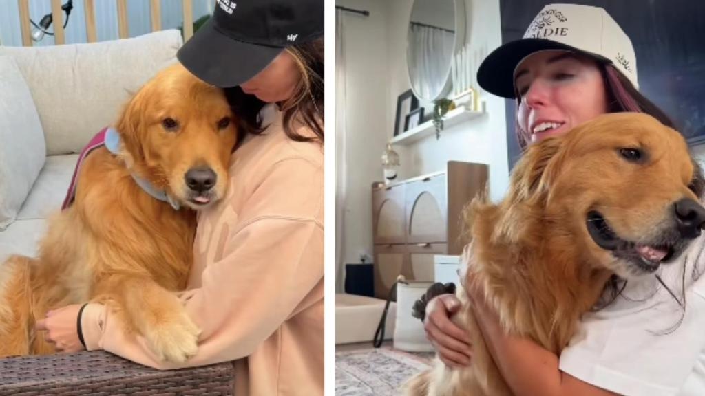 After Owner Teaches Golden Retriever a Trick, It’s All He Does