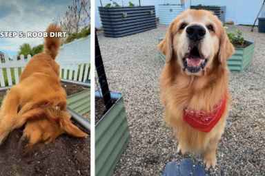 Golden Retriever Duo's Garden Adventure Turns Into Muddy Chaos