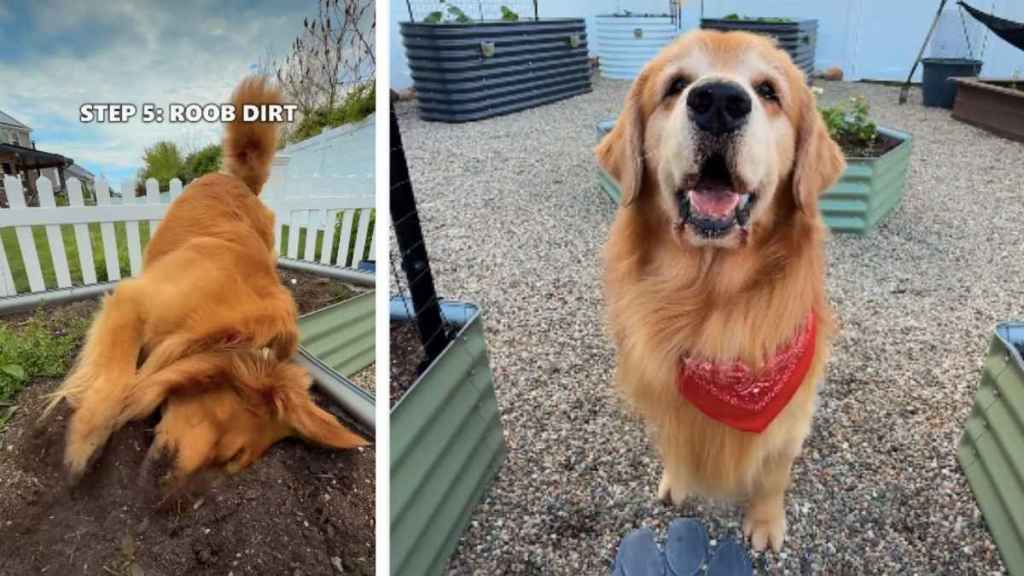Golden Retriever Duo's Garden Adventure Turns Into Muddy Chaos