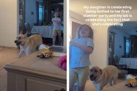 Labrador Proves To Be the Best ‘Hype Man’ for Sister’s New Milestone