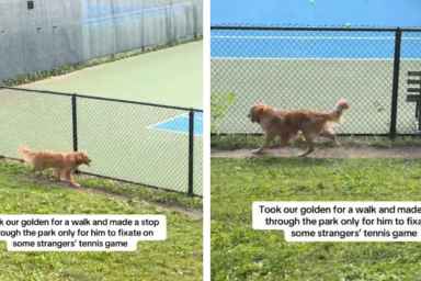 Golden Retriever Watches Tennis Match Like Most People but With a Twist