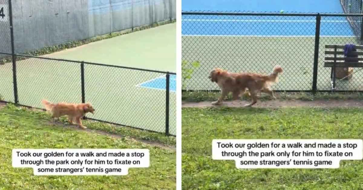 Golden Retriever Watches Tennis Match Like Most People but With a Twist