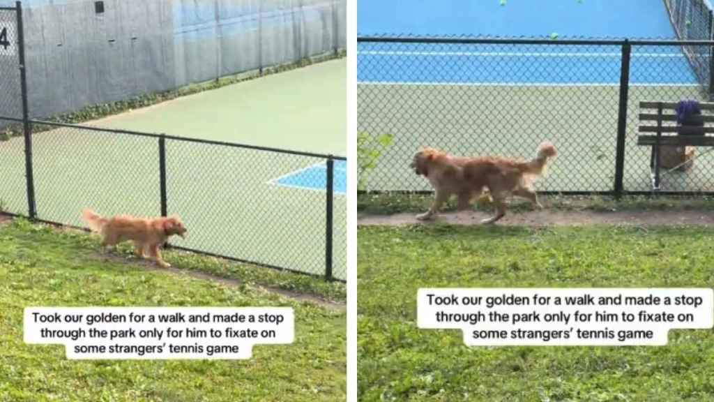 Golden Retriever Watches Tennis Match Like Most People but With a Twist