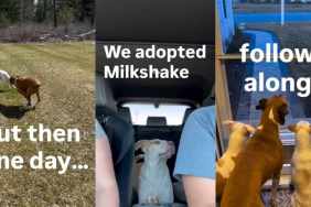 Story About Deaf Dog Without a Friend Gets the Most Unexpected Ending