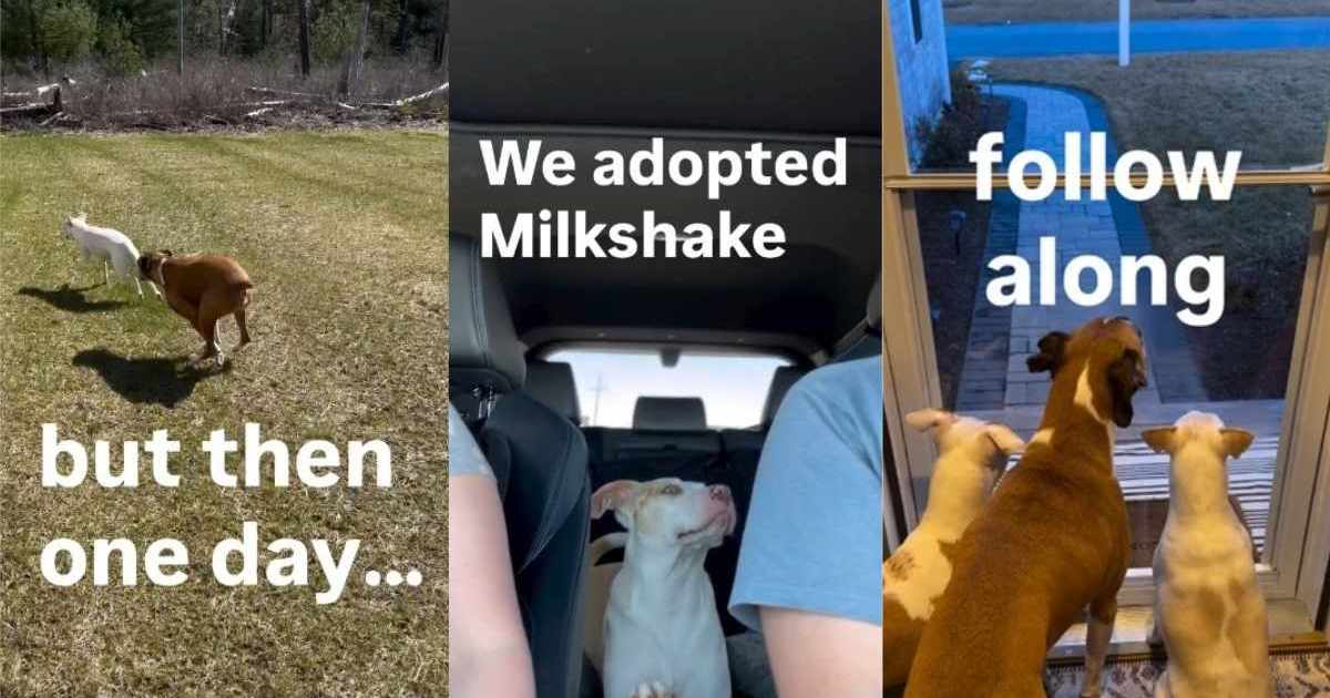 Story About Deaf Dog Without a Friend Gets the Most Unexpected Ending