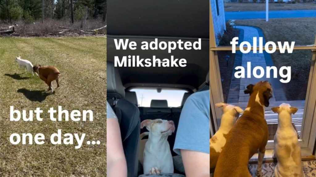 Story About Deaf Dog Without a Friend Gets the Most Unexpected Ending