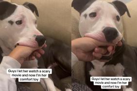 Rescue Dog Uses a Unique Comfort Toy While Watching a Scary Movie