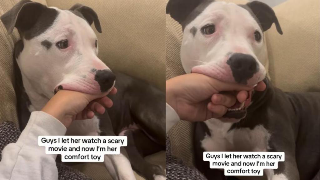 Rescue Dog Uses a Unique Comfort Toy While Watching a Scary Movie
