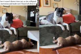 Dog, Who Is a Shelter Survivor, Now Lives Life as the ‘Most Dramatic Girl’