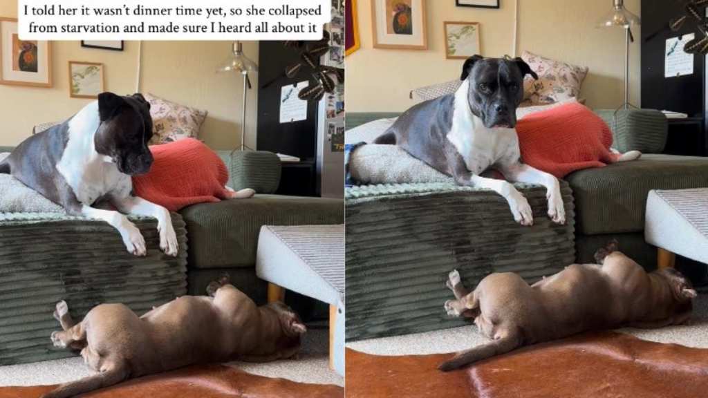 Dog, Who Is a Shelter Survivor, Now Lives Life as the ‘Most Dramatic Girl’