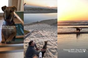 Owners' Tribute for Late Dog Proves She Lived & Left on Her Own Terms
