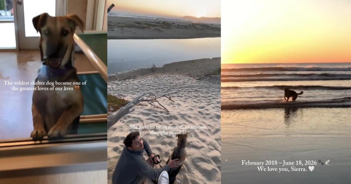 Owners' Tribute for Late Dog Proves She Lived & Left on Her Own Terms