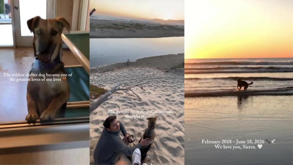 Owners' Tribute for Late Dog Proves She Lived & Left on Her Own Terms